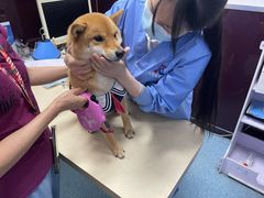 -顺强宠物诊所·狂犬免疫·夜诊·骨科(嘉定店)