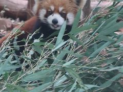 -成都动物园