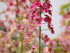 -中国天府农业博览园