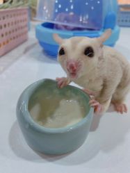 -Moni星球萌宠·小马宝莉·灵蛇·高端高阶全萌宠互动体验俱乐部(红豆国际广场店)