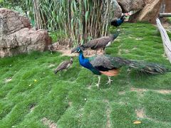 -西霞口神雕山野生动物世界