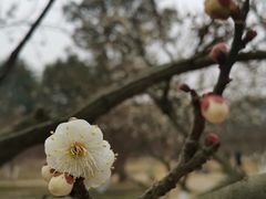 -秀丽东方