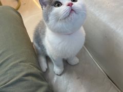 -lincat·猫舍(广州店)