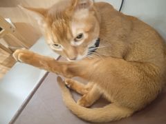 -MOCHA明星猫咖(田子坊店)