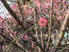 -潘玉麟糖粥