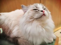 -CAT’S MEWSTAR CAFE·喵星球猫屋(晴湾咖啡店)