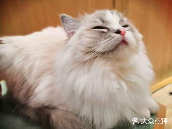 CAT’S MEWSTAR CAFE·喵星球猫屋(晴湾咖啡店)图片