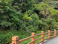 -西双版纳原始森林公园