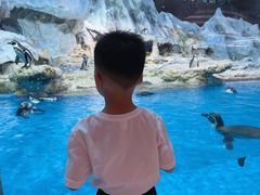 -帝企鹅自助餐厅•儿童岛•真企鹅(长隆企鹅酒店)