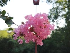 景点-青岛崂山太清宫