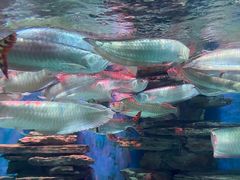 -多彩贵州城极地海洋世界