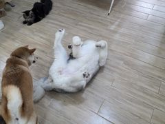 -李小姐の猫咖啡馆(五角场店)