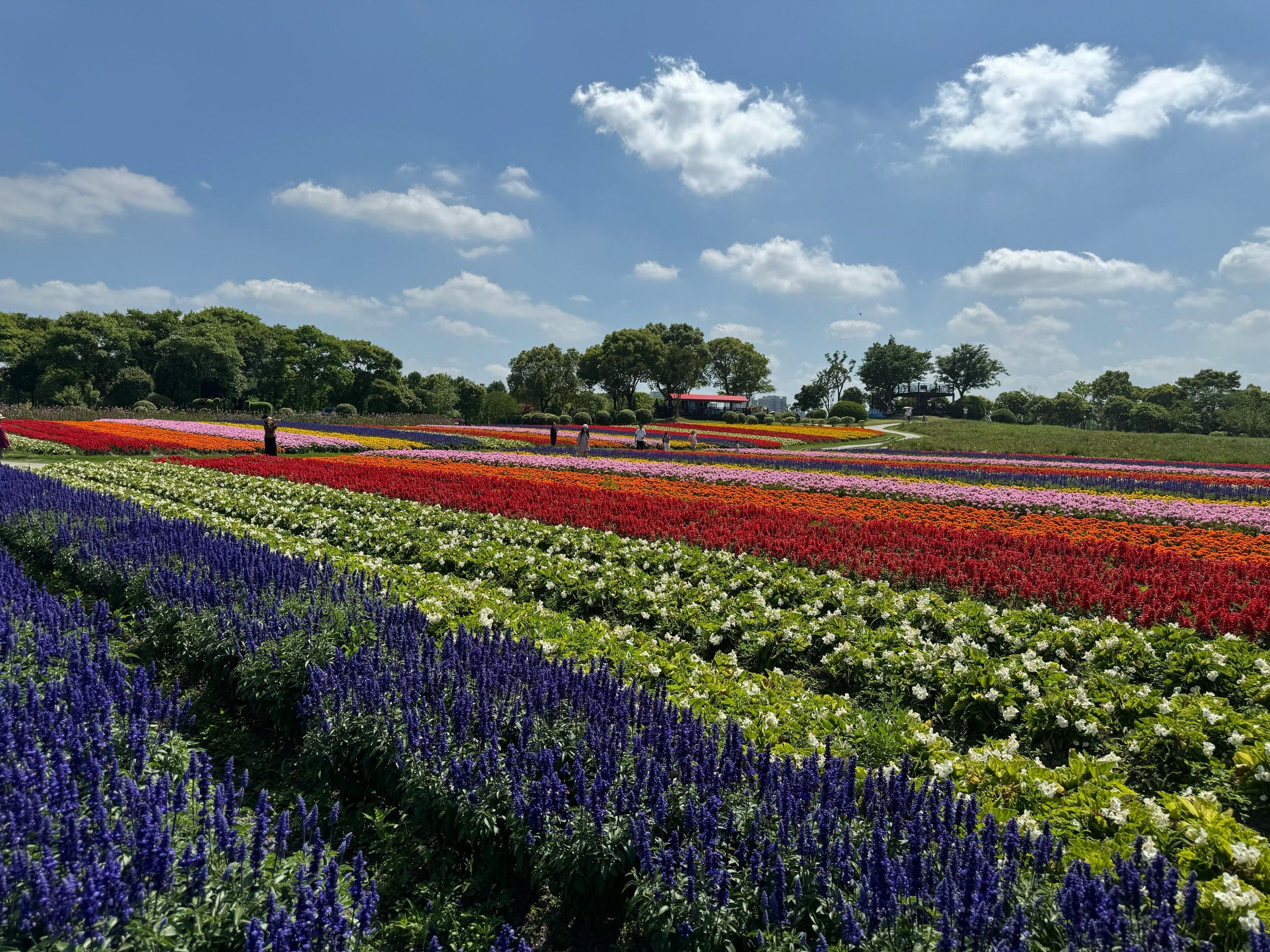漫步田野,花海相伴