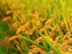 -前小桔亲子创意农场·草莓采摘·露营烧烤