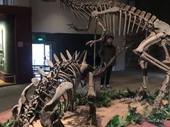 -自贡恐龙博物馆