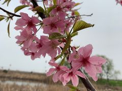 -合肥滨湖国家森林公园