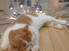 -飞行喵MR PILOT|猫舍·猫咖(静安大融城店)