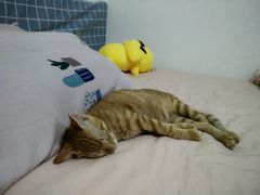 -瑞派名望24h动物医院异宠专科·猫专科·骨科·重症监护分院