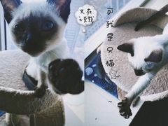-喵店&猫咖