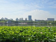 -莲花池公园