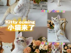 -小猫来了·猫舍(红山六九七九店)