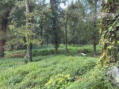 -野蔓果·山野菜(西湖景区·龙井茶田店)