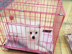 -龟与熊猫宠物公园(南坪店)