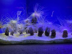 -上海海洋水族馆