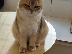 -Let's go狗咖·猫咖·奶狗·桌游(春熙路IFS店)
