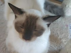 -猫的茶·猫咖