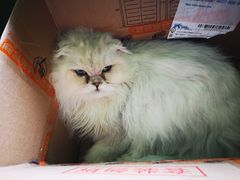 -猫猫幼稚园·撸猫·桌游·电玩