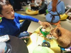 -逗柴咖啡屋·狗咖猫咖宠物桌游