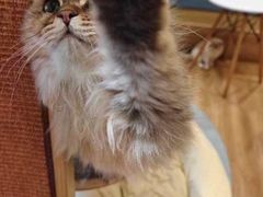 -滚猫咖啡·猫咖·猫友好撸猫(未来城店)