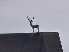 -鸽鸟轩(石岐店)