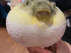 -肆月河豚·新淮扬(金融街店)