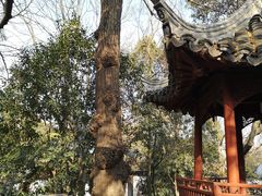 -秋霞圃