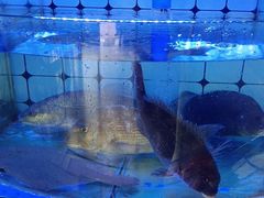 -日照大牌檔•小船海鲜(万平口店)