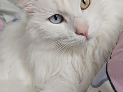 -pd派德宠物中心医院24H急重症·眼科中心·血液透析中心(嵩山北路店)