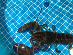 -蓝珊甄选海鲜自助·火锅大排档(近阿那亚店)