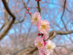 -梅花山(明孝陵内)