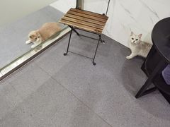 -伟伟宠物医院·CT影像中心·瑞派犬猫综合性门诊(汉口总院)