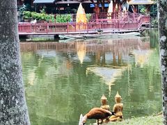 -西双版纳原始森林公园