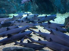 -烟台海昌鲸鲨海洋公园