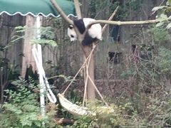 景点-成都大熊猫繁育研究基地