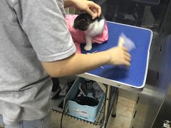 -瑞鹏宠物医院·夜间急症·心超·猫科(祖庙分店)