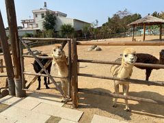 -泉州海丝野生动物世界