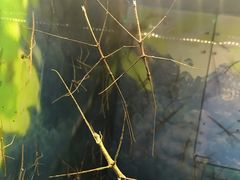 -上海大自然野生昆虫馆(东方明珠·爬宠昆虫探索中心)