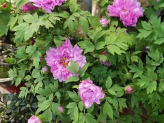 -双季花艺园艺市场(浦东店)
