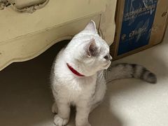 -瑞派紫金宠物医院24小时·骨科·中兽医·重症转诊中心(番禺大石院)