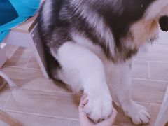 -李小姐の猫咖啡馆(五角场店)